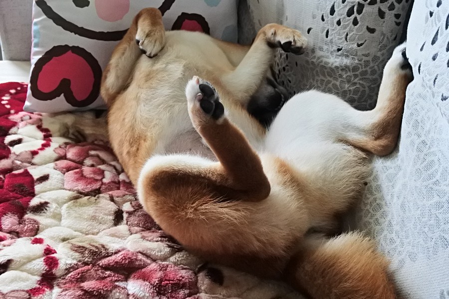 太冷了睡到不省人事