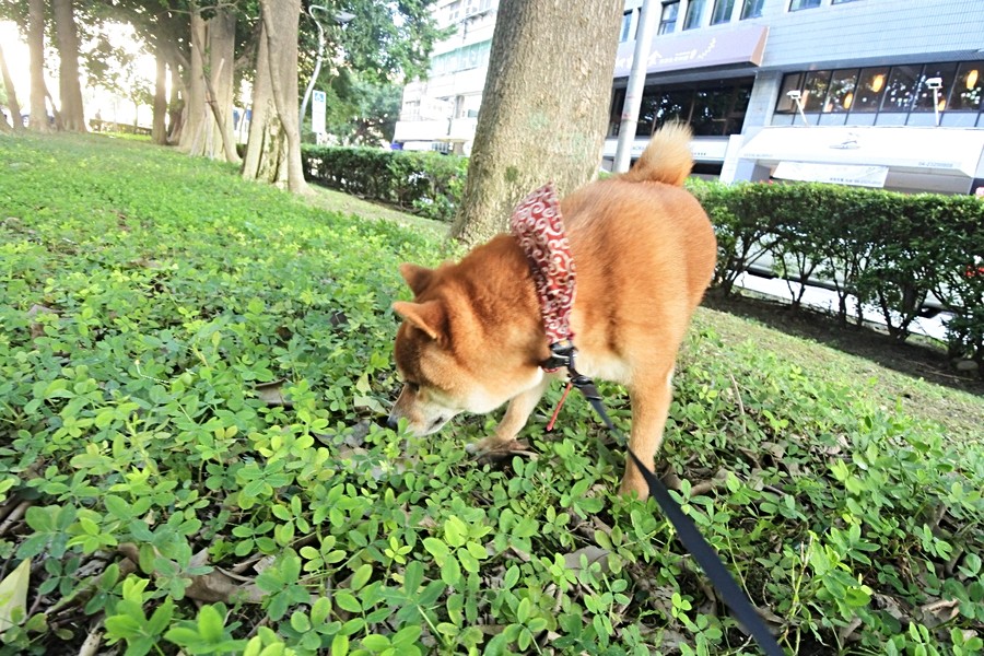 開心的玩耍了一天呢