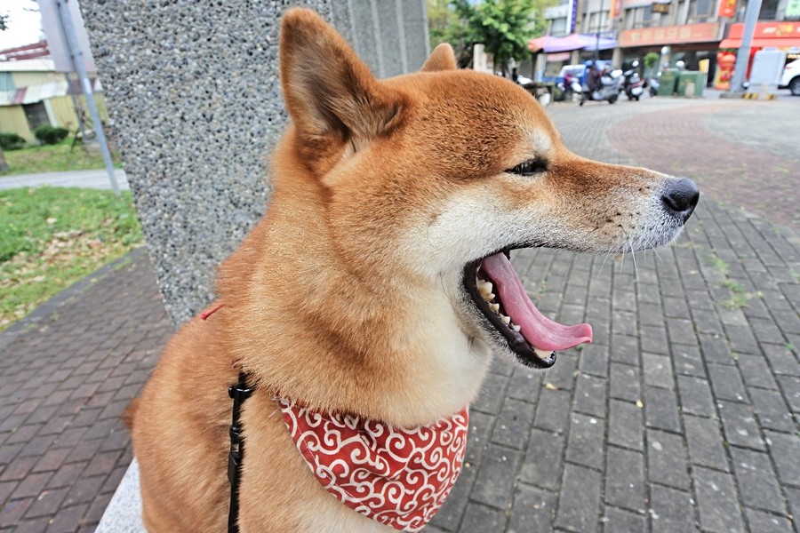 打哈欠
